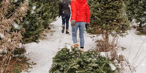 Autocueillette de sapin de No\u00ebl et d\u00e9lices du terroir!