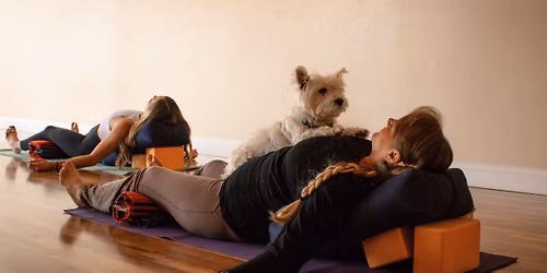 Gentle Yoga with Therapy Dogs