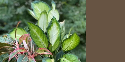 Mixed Indoor Planters - Adults' Workshop