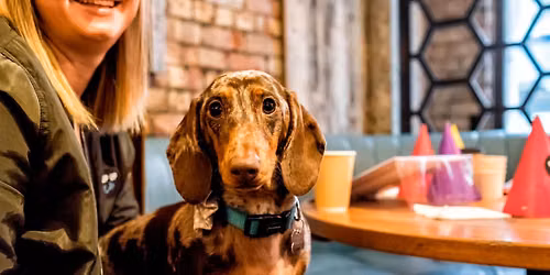 Cardiff - Dachshund Pup Up Cafe \u2600\ufe0f