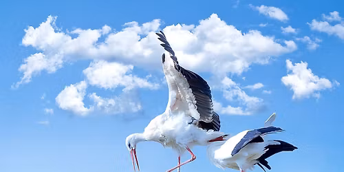 Nyitott Sz\u00fcl\u0151szoba