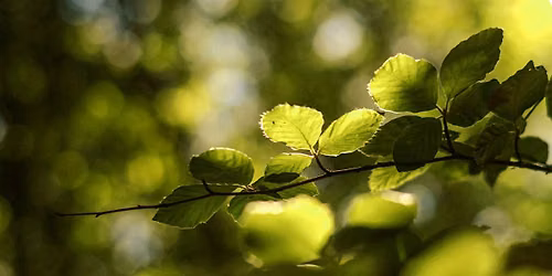 Autumn Soundscapes: Into the Forest
