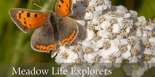 Meadow Life Explorers