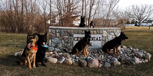 Clio Dog Walk