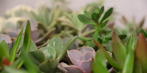 Mini Succulent Drop-In