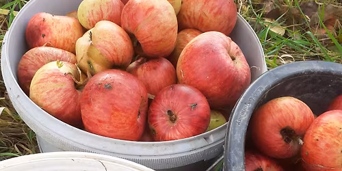 \ud83c\udf4eApfelfest\ud83c\udf4eauf dem Rittergut Aue\ud83c\udf42