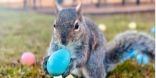 2026 Easter Egg Dash