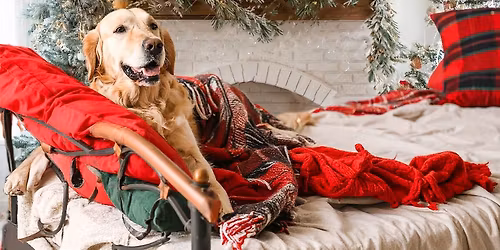 Cozy Christmas Shoot