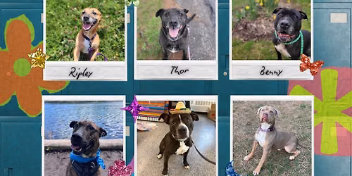 CNY SPCA Adoption Event