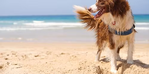 Advanced Beginner Dog Training Class