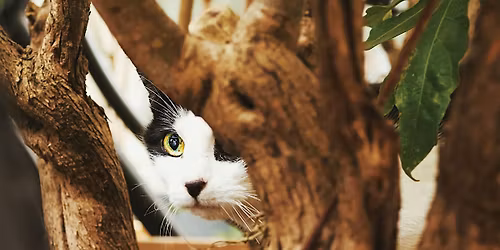 Invisible Life: Powered by PechaKucha | Etihad Museum