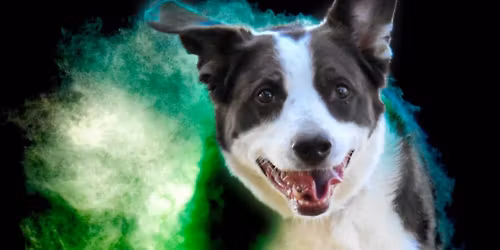 AKC Scent Work trials