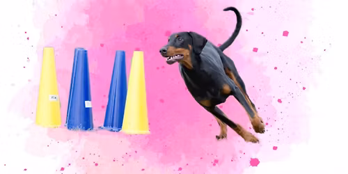 Obedience z\u00e1vod Summer Cup VI. + CACT + Speci\u00e1l velk\u00fdch plemen