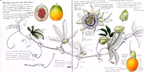 Art Workshop: Botanical Sketch Journaling