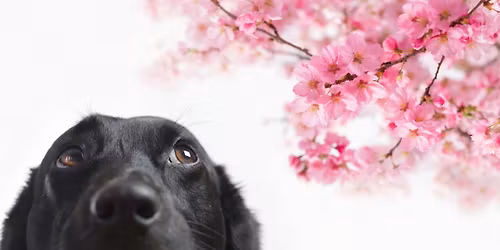 Blake's Lyon Township Barks in Bloom\ud83c\udf38