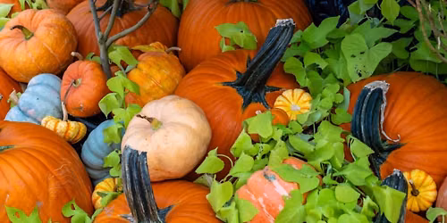 NatureNauts Academy: Bellingrath Numbers Harvest