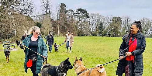 Agility play session 
