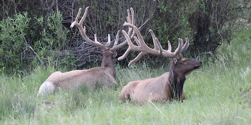 North Alabama RMEF Big Game Banquet