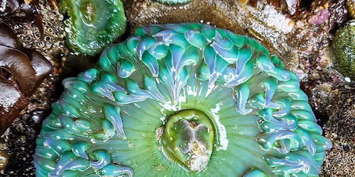 Tidepool Discovery Days (July 15th)*