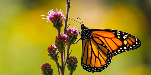 Photo Walk at Hausmann Nature Center: Butterfly Garden