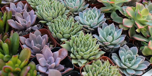 Succulent Planting Party