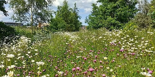 Campus Nature Walk: Birds, blooms and biodiversity