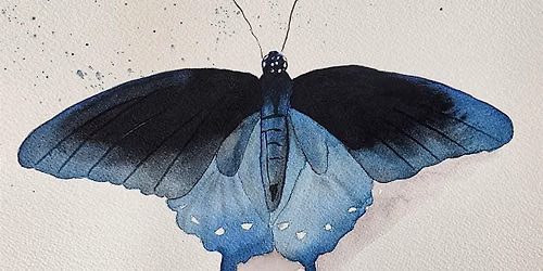 Watercolor Butterfly: Pipevine Swallowtail