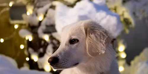 Hundeweihnachtsmarkt - 2. Wochenende