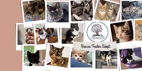 Tacoma Adoption Event at Mud Bay