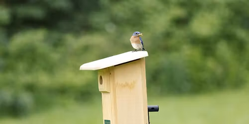 Bluebird Evening: From Talk to Trail