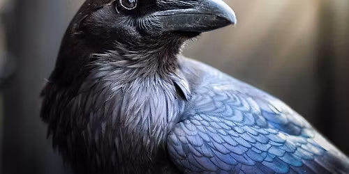 Shamanism, Dying, and Beyond\u2122