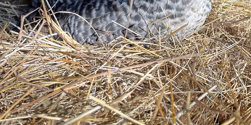 Otev\u00edr\u00e1n\u00ed chl\u00edvk\u016f 2026