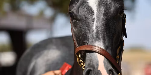 2025 Heritage Place Fall Mixed Sale (OFFICIAL)