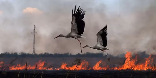 Birds of Fire