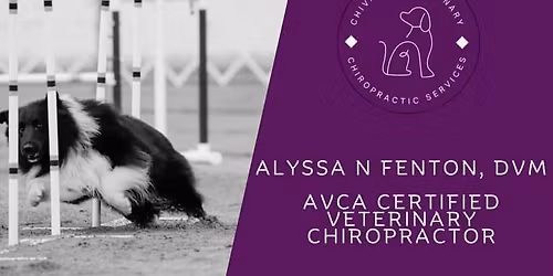 Chiro and\/or laser with Dr. Alyssa Venton, DVM