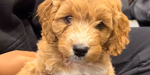 Cockapoo Puppy Therapy Leicester 