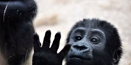 \u012esp\u016bdingas Rygos Zoologijos sodas ir saldi \u0161okolado pasaka!