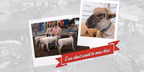 Open Class Sheep Show @ the Marion County Fair