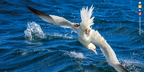 Meer.Natur.Schutz. - Die neue Ausstellung im Zoo Heidelberg