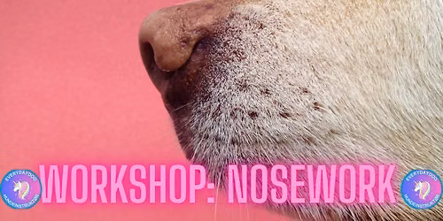Workshop - Nosework med Everydaydog