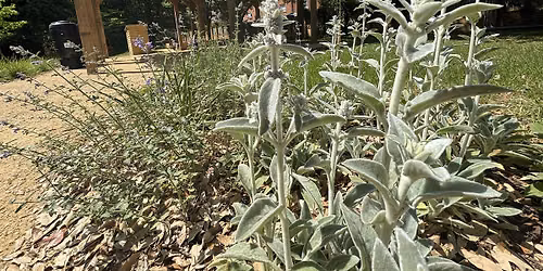 CW+ Nature and Biophilia in Hospitals Symposium 2026
