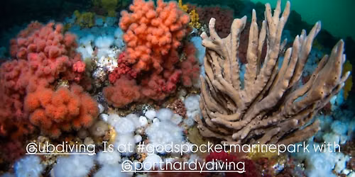 God\u2019s Pocket Scuba Adventure