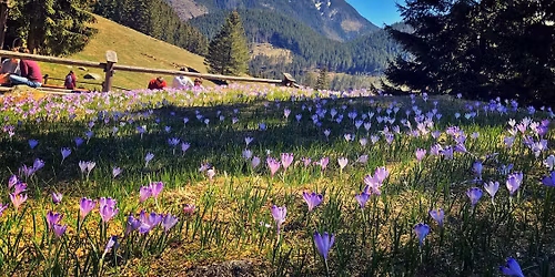 KWIETNIOWE KROKUSY W TATRACH,DOLINA CHOCHO\u0141OWSKA,KO\u015aCIELISKA ORAZ RUSINOWA POLANA 10-12.04.2026r.