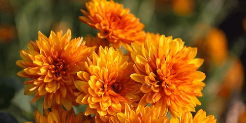 Beal Footprints: Fall Blooms and Foliage