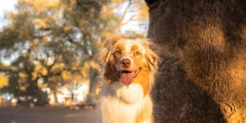Pumpkin Patch Hutto Dog Training Collective 10\/18