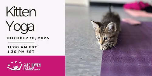 Kitten Yoga at SAFE HAVEN for Cats