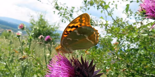 Beporz\u00f3k \u00e9s "beporzand\u00f3k"- tematikus szakvezet\u00e9s 