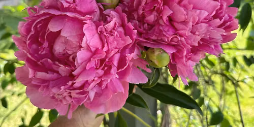 Peony Tour