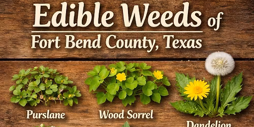 April Monthly meeting - Edible Weeds in Sugar Land