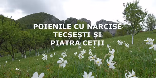 Drume\u021bie la Piatra Cetii \u0219i Poienile cu narcise de la Tec\u0219e\u0219ti 